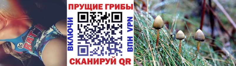 Галлюциногенные грибы мицелий  купить наркотики сайты  kraken вход  Шатура 